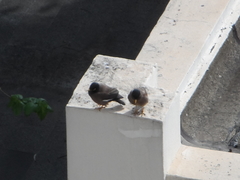 Acridotheres tristis