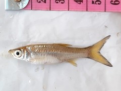 Rasbora