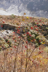 Rosa webbiana