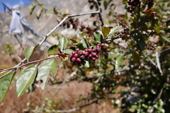 Cotoneaster frigidus