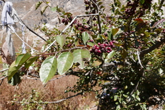 Cotoneaster frigidus