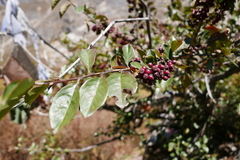 Cotoneaster frigidus