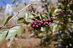 Cotoneaster frigidus