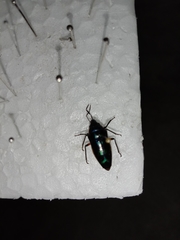 Lampromicra