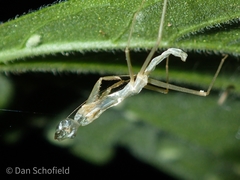 Hierodula purpurescens