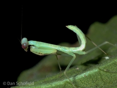 Hierodula purpurescens
