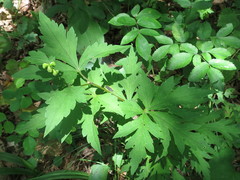 Aconitum axilliflorum