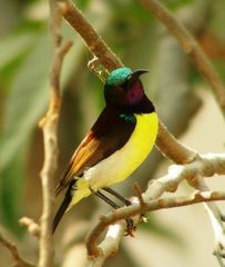 Purple-Rumped Sunbird photo 4