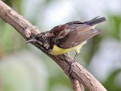 Purple-Rumped Sunbird photo 5