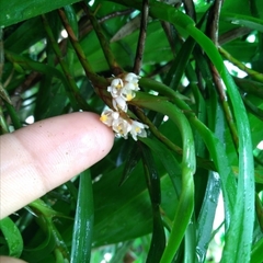 Image of Maxillaria neglecta
