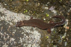 Pseudogonatodes guianensis