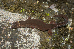 Pseudogonatodes guianensis
