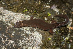 Pseudogonatodes guianensis