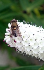 Helophilus chathamensis