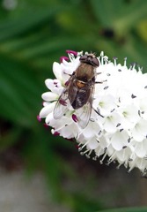 Helophilus chathamensis