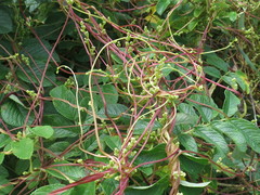 Cuscuta japonica