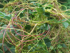 Cuscuta japonica