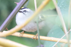 Regulus satrapa