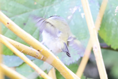 Regulus satrapa