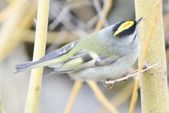 Regulus satrapa