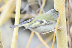 Regulus satrapa