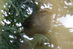 Regulus satrapa