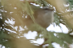 Regulus satrapa