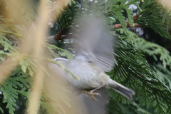 Regulus satrapa