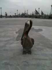 Pelecanus occidentalis