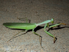 Hierodula purpurescens