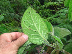 Uroskinnera hirtiflora