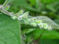 Uroskinnera hirtiflora