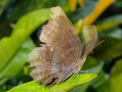 Junonia intermedia