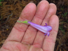 Uroskinnera hirtiflora
