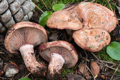 Lactarius vinosus