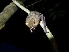 Glauconycteris beatrix