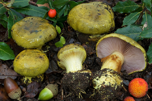 Representative image of Calonarius ionochlorus