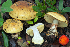 Cortinarius bergeronii