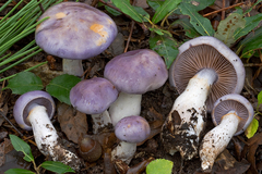 Cortinarius dryosalor