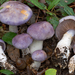 Cortinarius salor - Photo (c) Federico Calledda, some rights reserved (CC BY-NC), uploaded by Federico Calledda