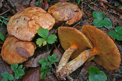 Suillus tridentinus