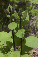 Philadelphus tenuifolius