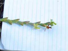 Epidendrum cardiophorum