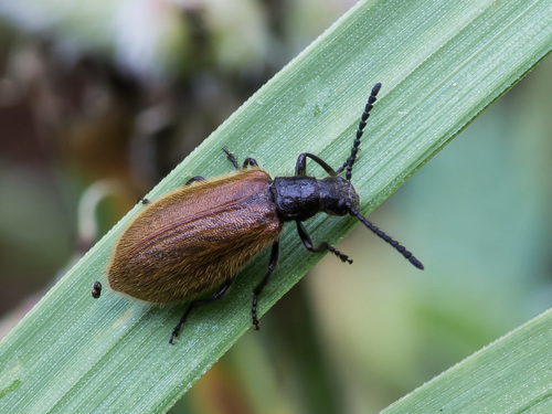 Rough-haired Lagria Beetle