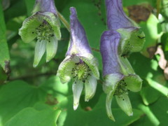 Aconitum stoloniferum