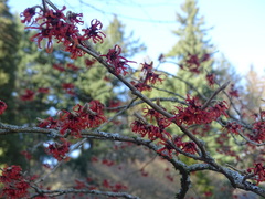 Hamamelis × intermedia