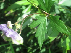 Aconitum stoloniferum