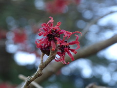 Hamamelis × intermedia