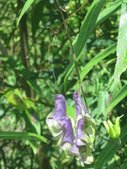 Aconitum stoloniferum