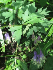 Aconitum stoloniferum
